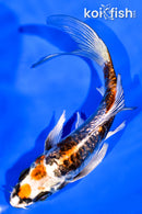 5.75" GINRIN ARAGOKE BENI KIKOKURYU BUTTERFLY