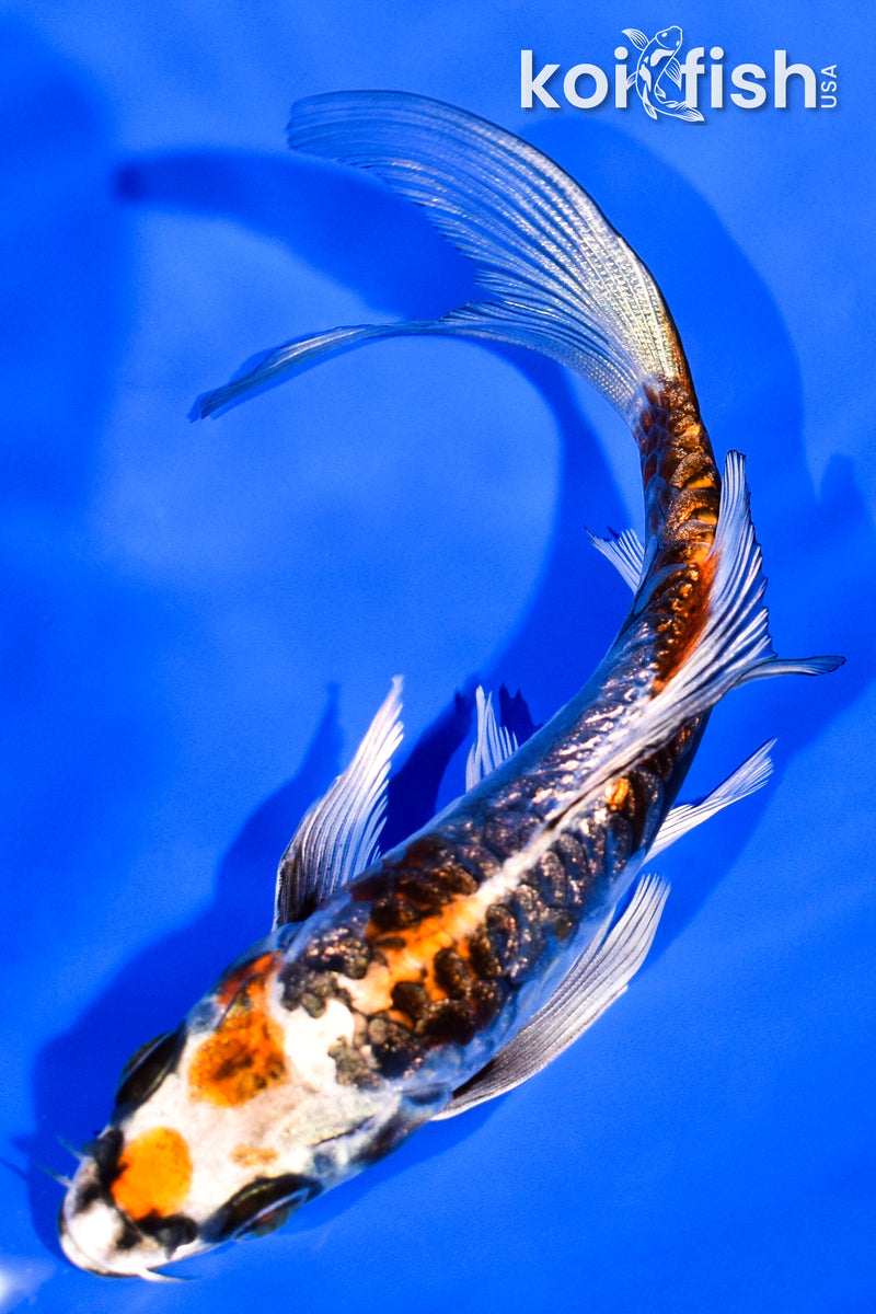 5.75" GINRIN ARAGOKE BENI KIKOKURYU BUTTERFLY