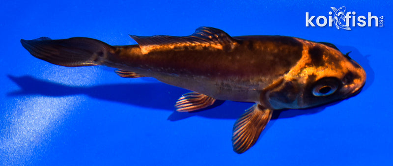 4.5" BENI KIKOKURYU