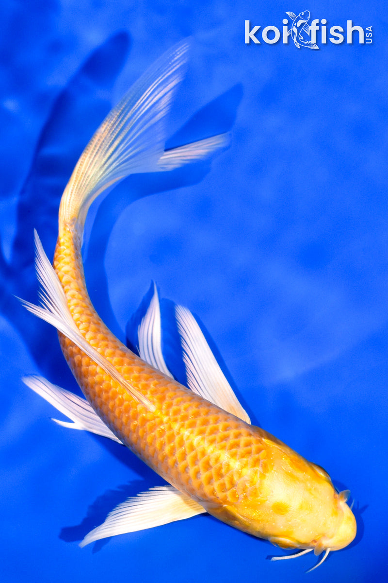 6.25" YAMABUKI OGON BUTTERFLY