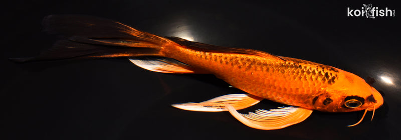 7.5" ORENJI MATSUBA BUTTERFLY