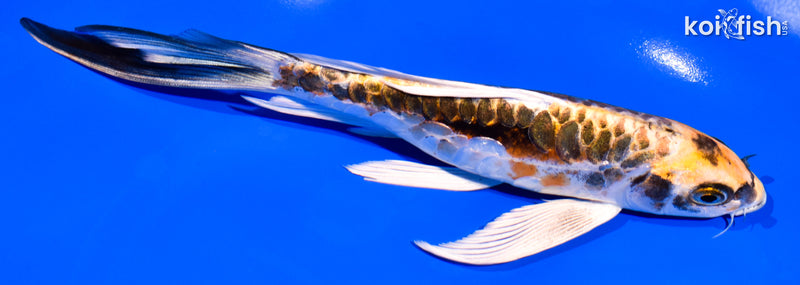 7.5" ARAGOKE BENI KIKOKURYU BUTTERFLY