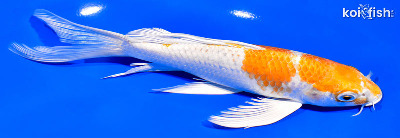 7.5" HARIWAKE BUTTERFLY
