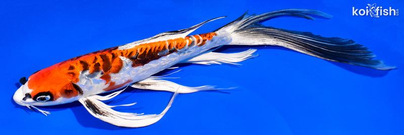 13.25" BENI KIKOKURYU BUTTERFLY