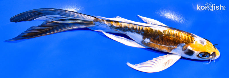 7.5" KIN KIKOKURYU BUTTERFLY