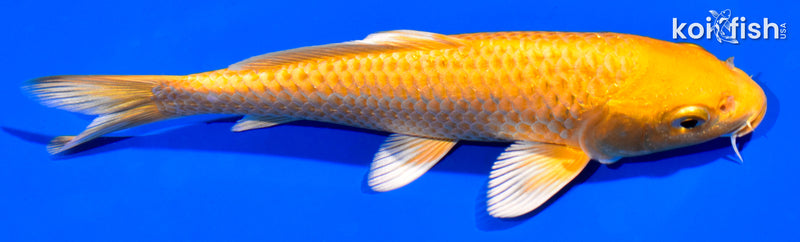 6" YAMABUKI OGON