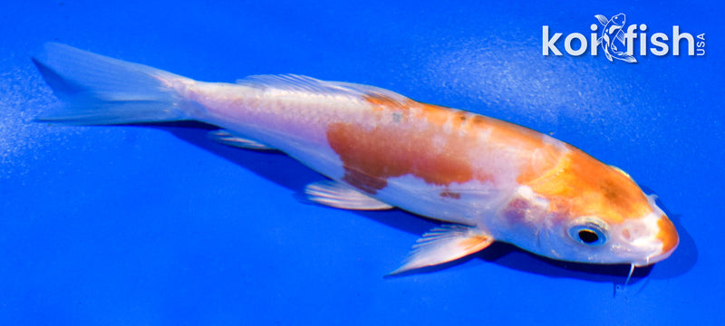 4.5" KIKUSUI