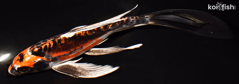 8" BENI KIKOKURYU BUTTERFLY