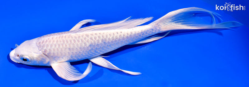 7.5" PLATINUM OGON BUTTERFLY
