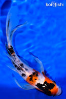 7.25" SANKE BUTTERFLY