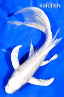 8" PLATINUM OGON BUTTERFLY