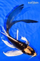 8.25" KABUTO BUTTERFLY