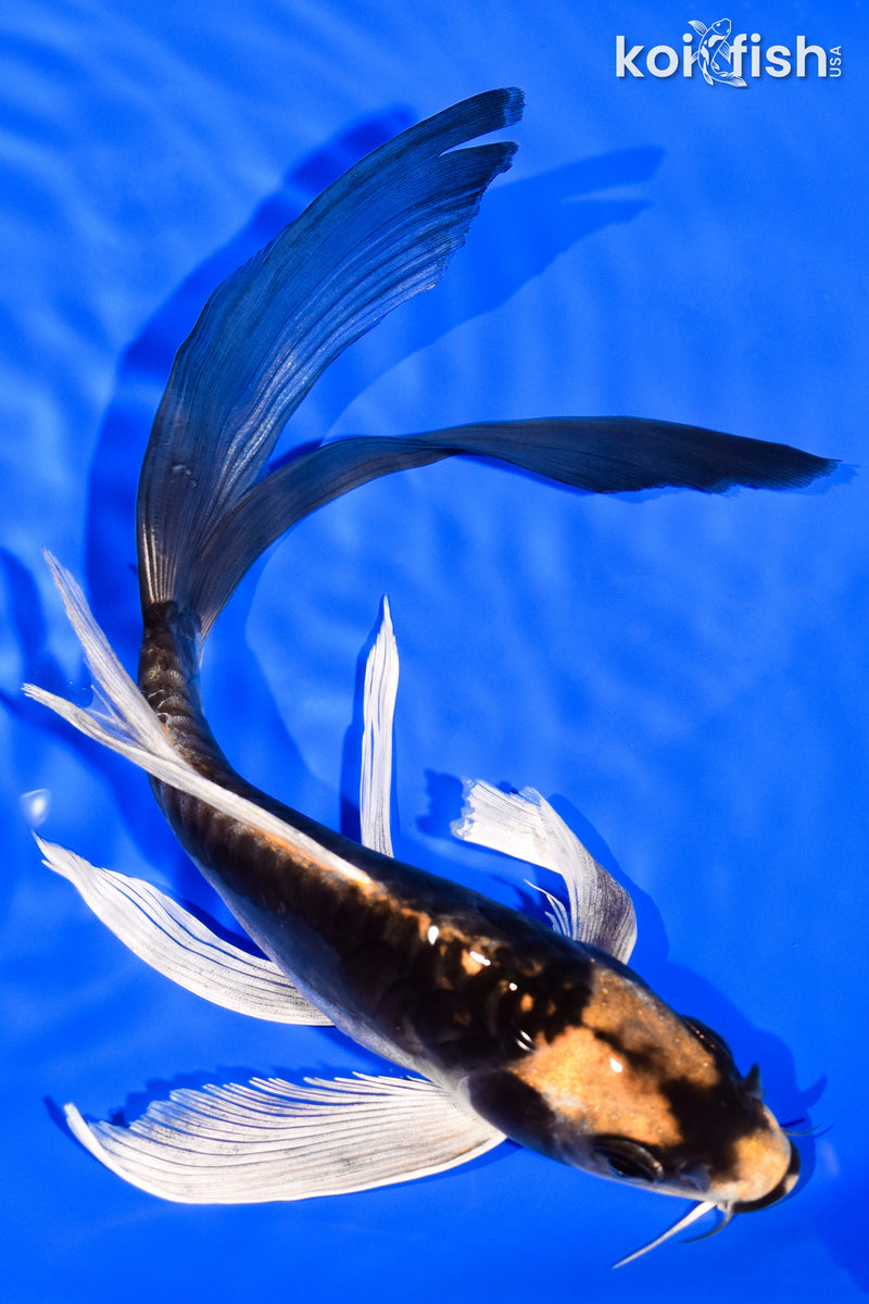 8.25" KABUTO BUTTERFLY