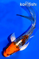 4.5" GINRIN BENI KIKOKURYU BUTTERFLY