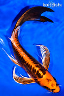 8.25" BENI KIKOKURYU BUTTERFLY