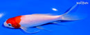 6.5" KOHAKU BUTTERFLY