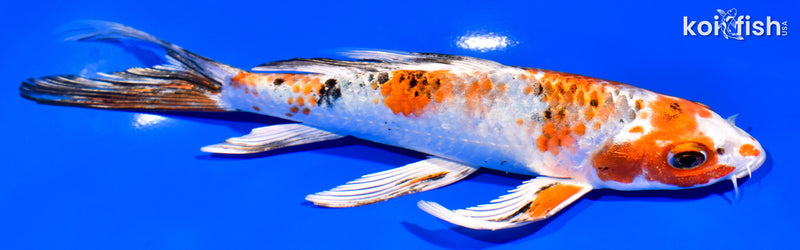 7.25" YAMATO NISHIKI BUTTERFLY
