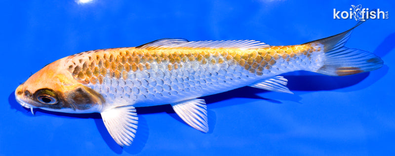6.75" KUJAKU