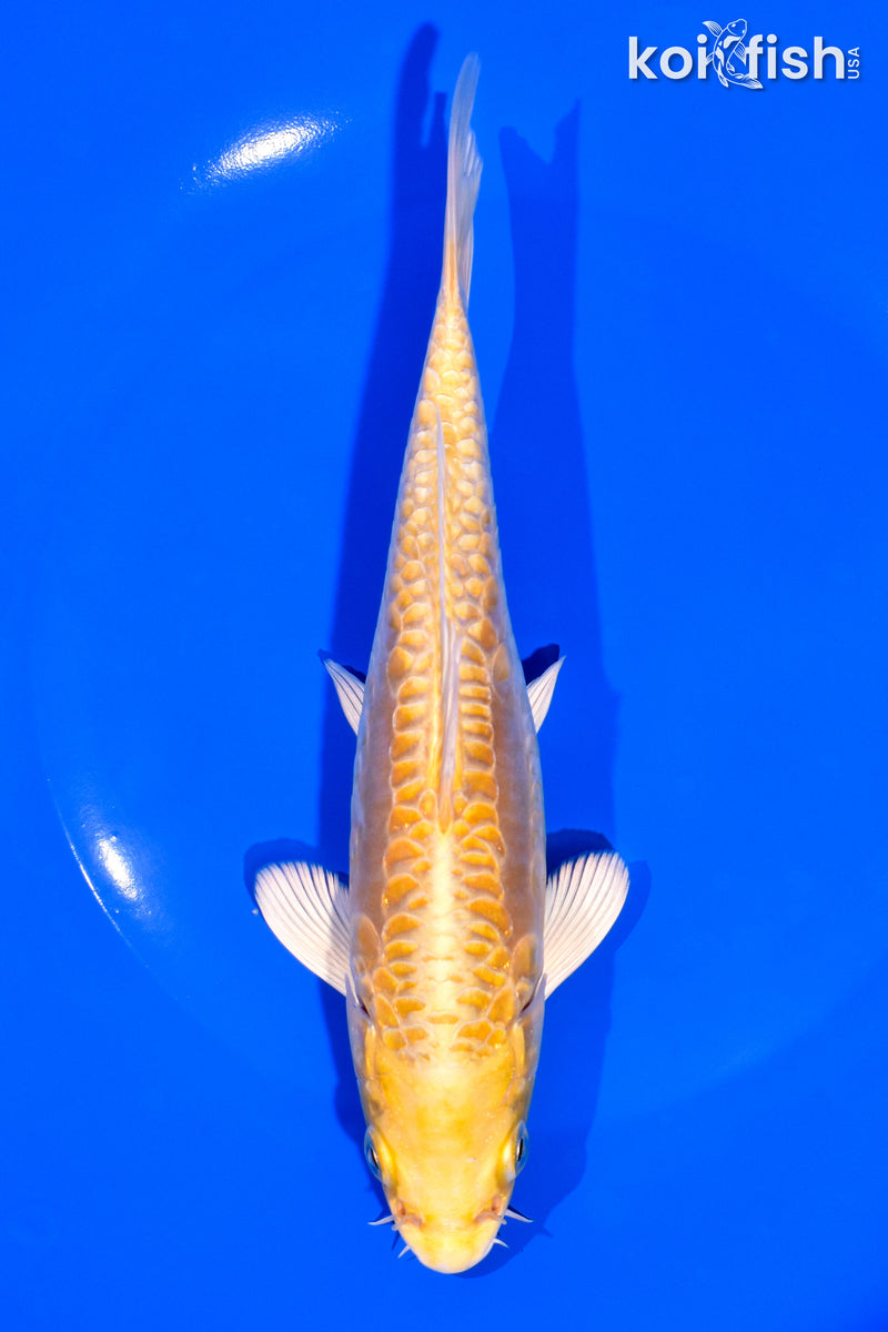 7.25" ARAGOKE YAMABUKI OGON