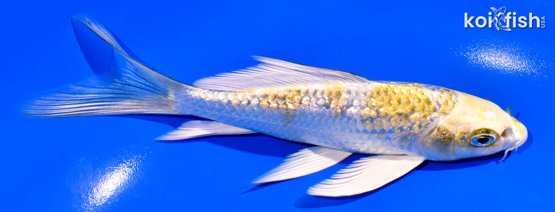 6" GINRIN KUJAKU BUTTERFLY