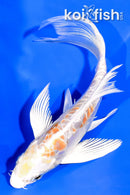 5.25" DOITSU HARIWAKE BUTTERFLY