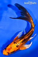 6.75" BENI KIKOKURYU BUTTERFLY