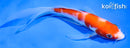 5.5" KOHAKU BUTTERFLY