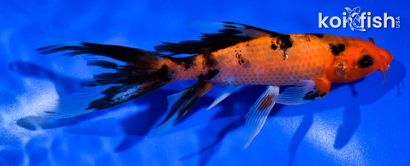 5.5" AKA SANKE BUTTERFLY