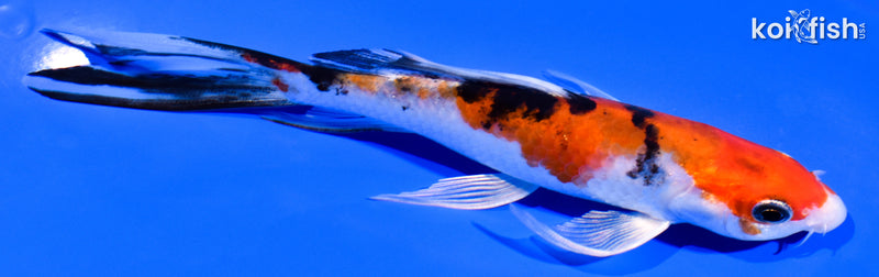 5.75" SANKE BUTTERFLY