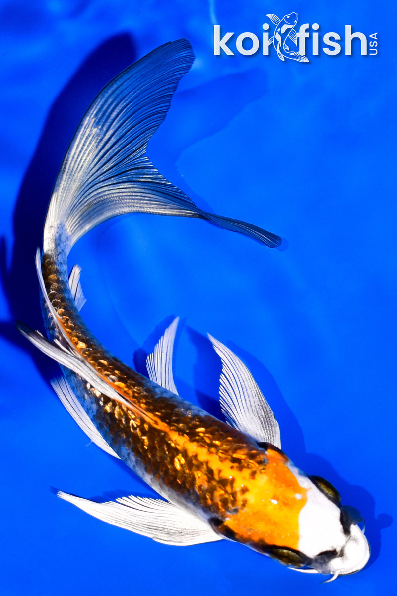 6" GINRIN KUJAKU BUTTERFLY