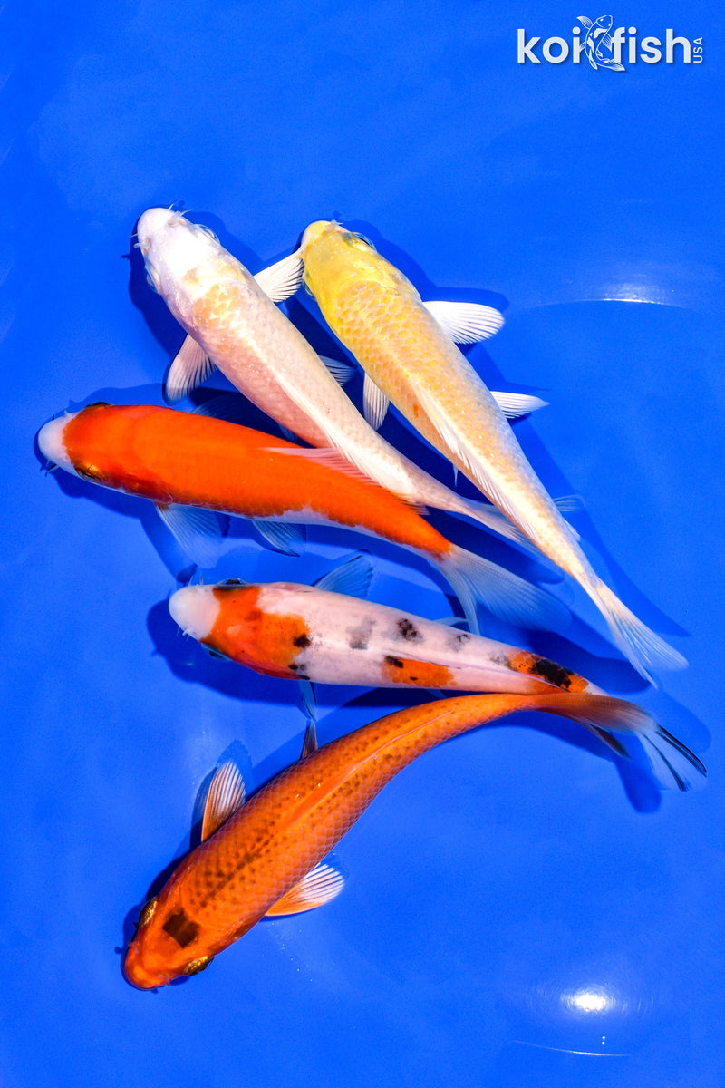 PACK OF (5) 4-5" STANDARD KOI