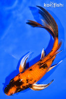 7.25" KIN HI UTSURI BUTTERFLY