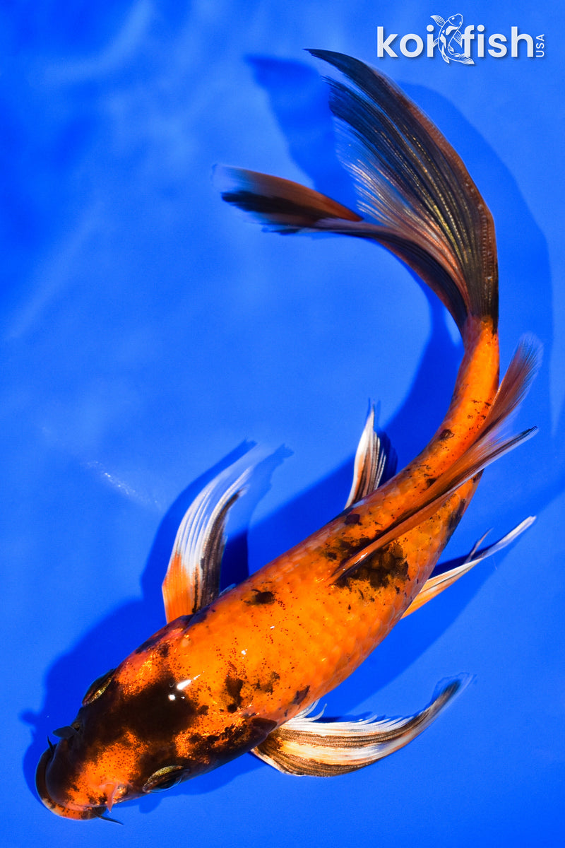 7.25" KIN HI UTSURI BUTTERFLY