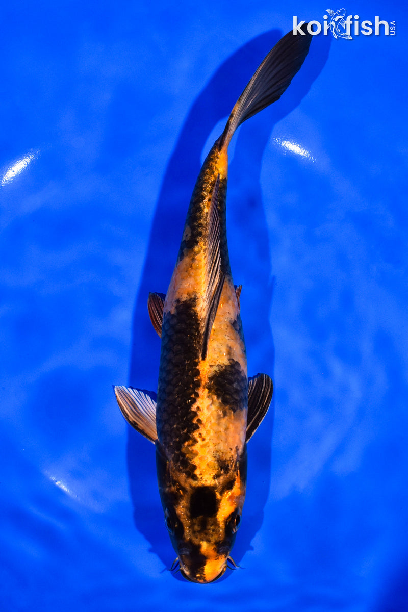 8.5" KIN HI UTSURI