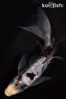 5.5" GINRIN BENI MATSUKAWABAKE BUTTERFLY