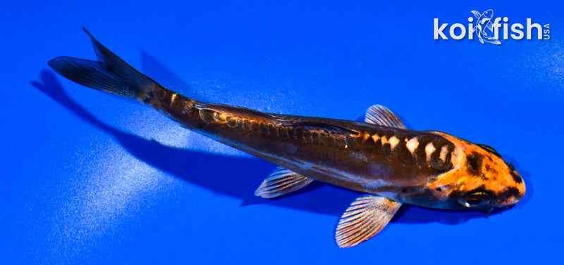 4.5" BENI KIKOKURYU