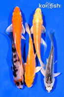 PACK OF (5) 3-4" MIXED STANDARD KOI