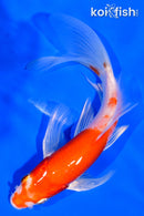 5.5" KOHAKU BUTTERFLY