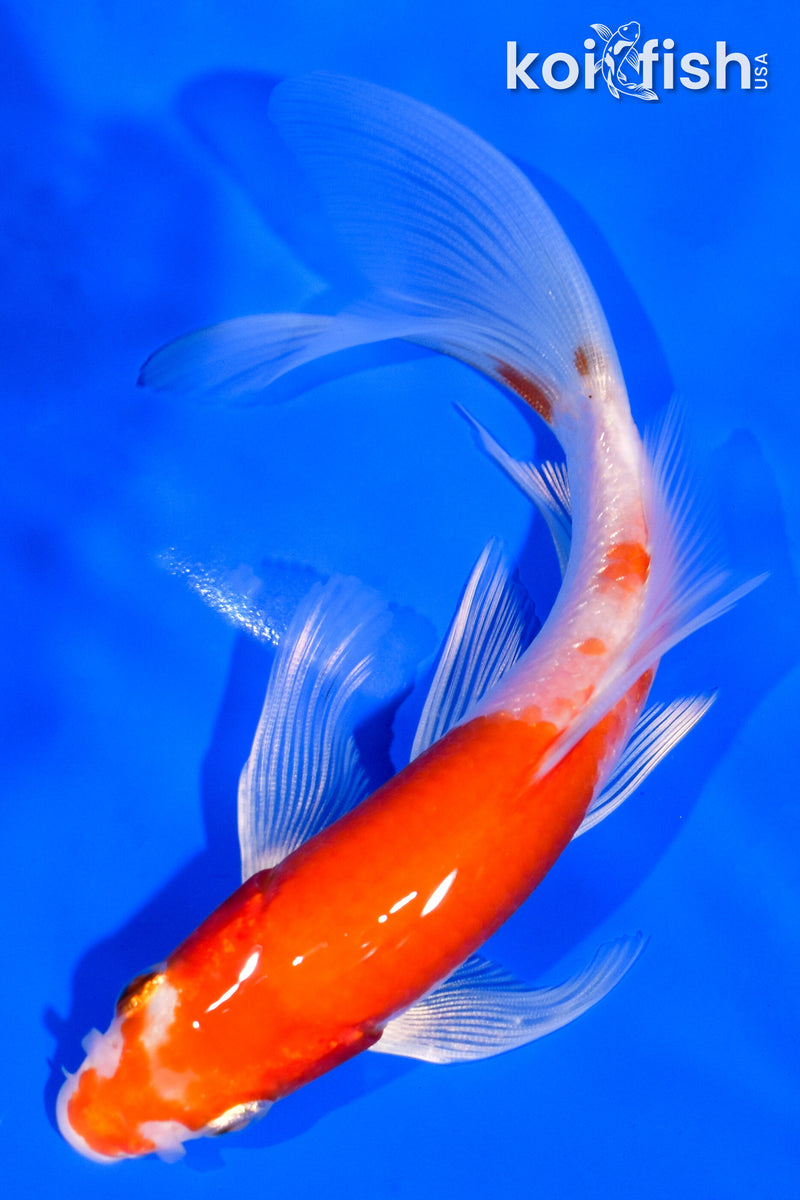 5.5" KOHAKU BUTTERFLY