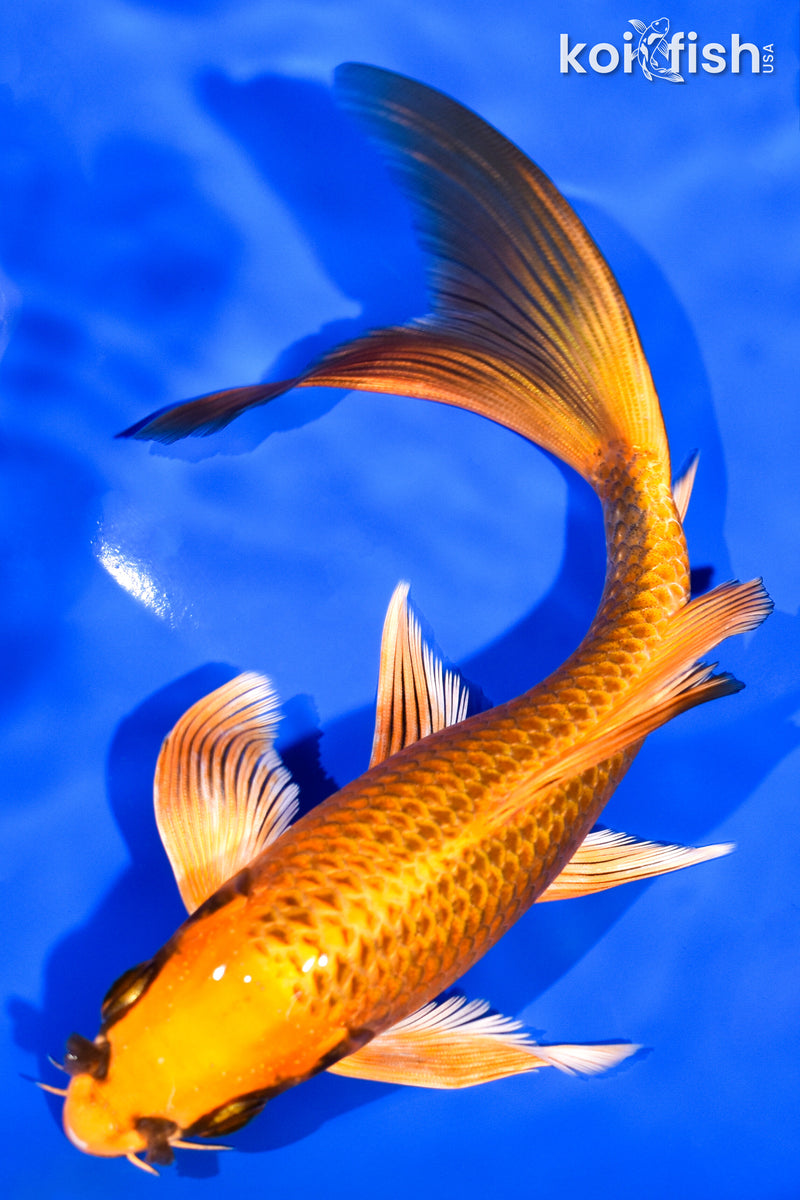 7.25" ORENJI MATSUBA BUTTERFLY