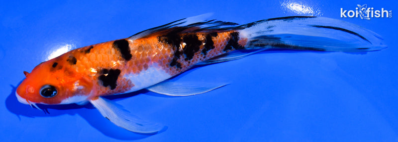 6.5" GINRIN AKA SANKE BUTTERFLY
