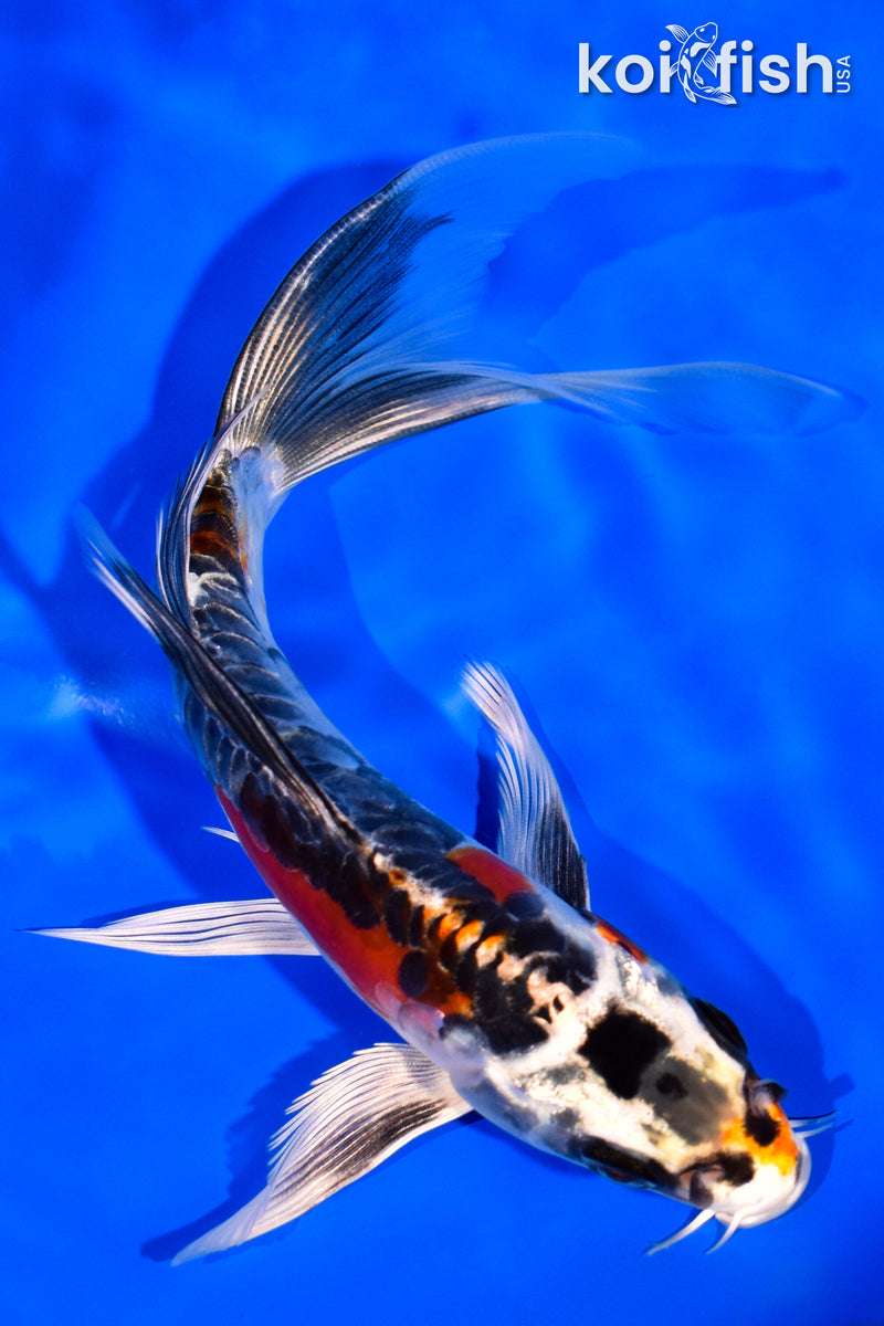 6.75" BENI KIKOKURYU BUTTERFLY