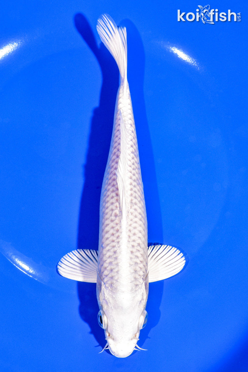 7.5" PLATINUM OGON