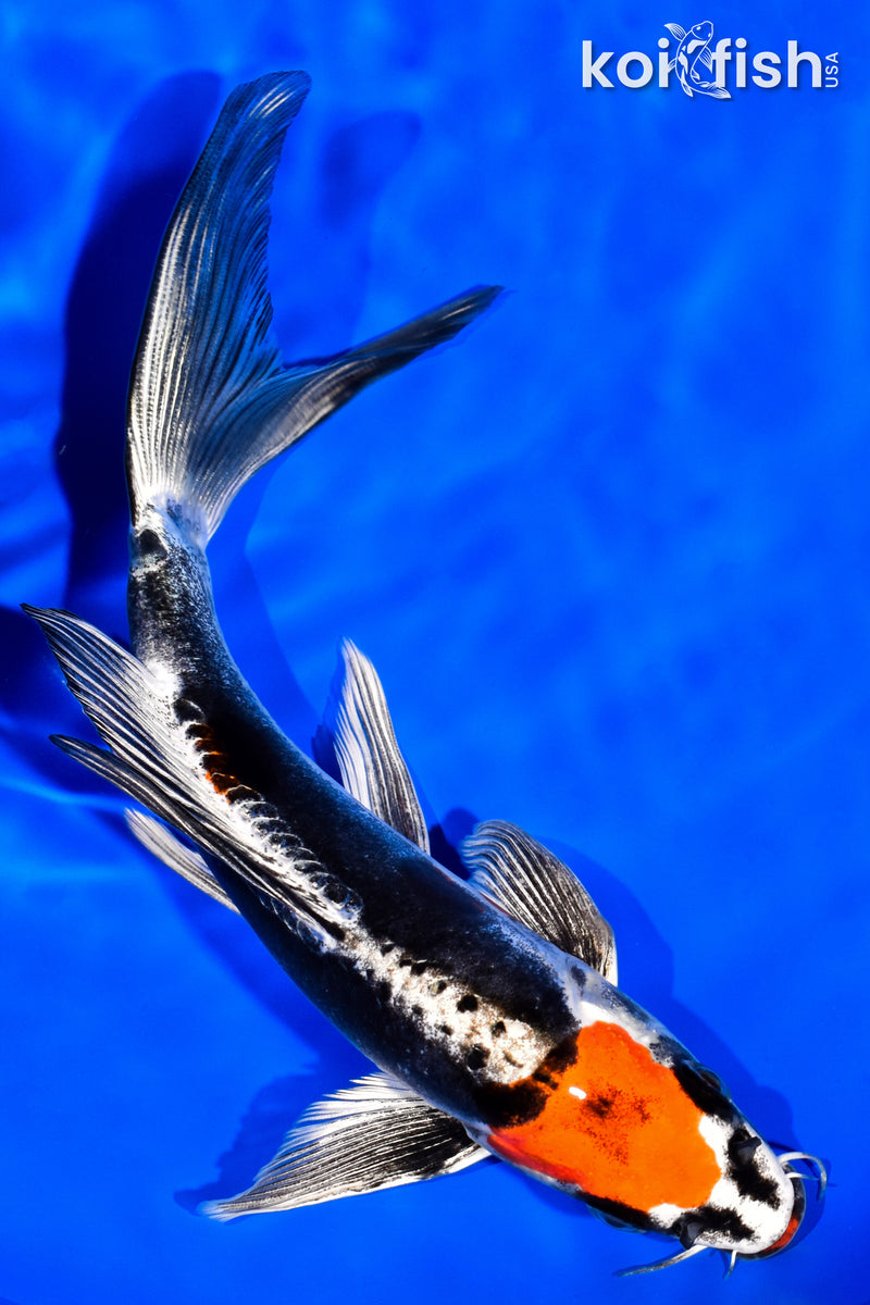 7.5" MARUTEN BENI KIKOKURYU BUTTERFLY