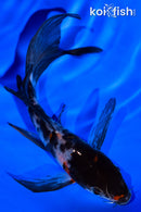 4.75" SHOWA BUTTERFLY