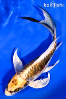 7.5" ARAGOKE BENI KIKOKURYU BUTTERFLY