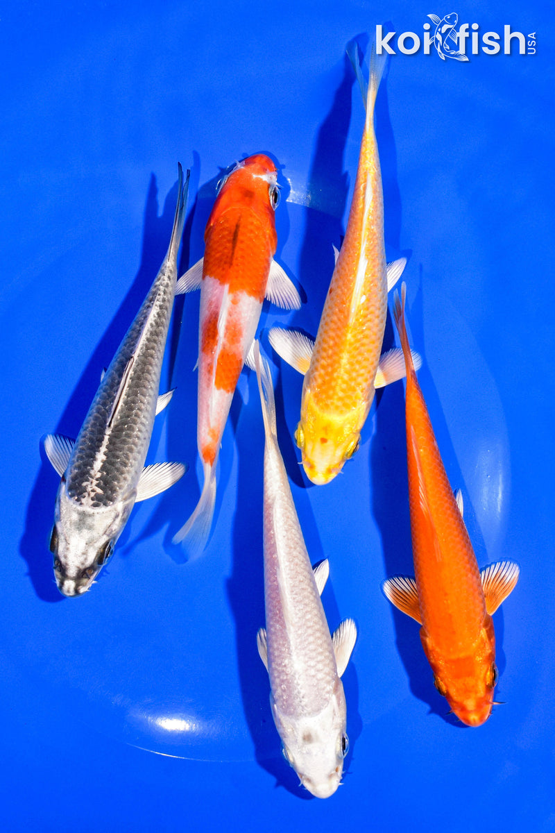 PACK OF (5) 4-5" STANDARD KOI