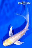 4.5" GINRIN HARIWAKE BUTTERFLY