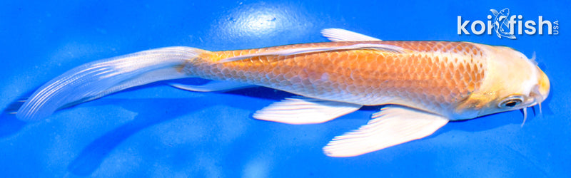 6" YAMABUKI OGON BUTTERFLY