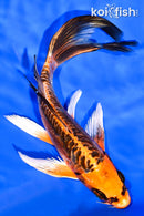 7.25" ARAGOKE BENI KIKOKURYU BUTTERFLY